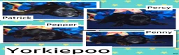 Yorkiepoo dogs for sale: Yorkiepoo Pepper - Ad 2