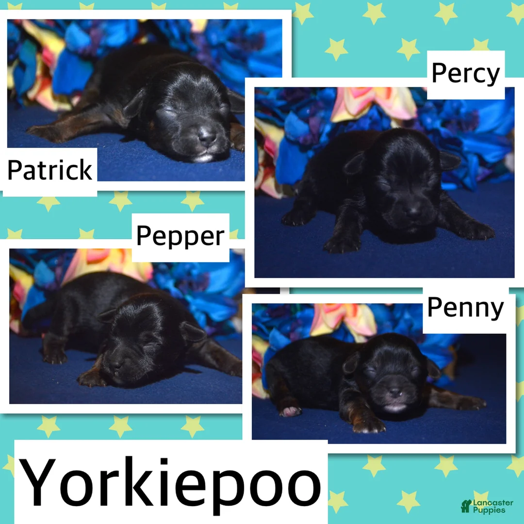 Yorkiepoo dogs for sale: Yorkiepoo Pepper - Ad 2