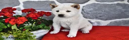 Shiba Inu dogs for sale: Max - Ad 4