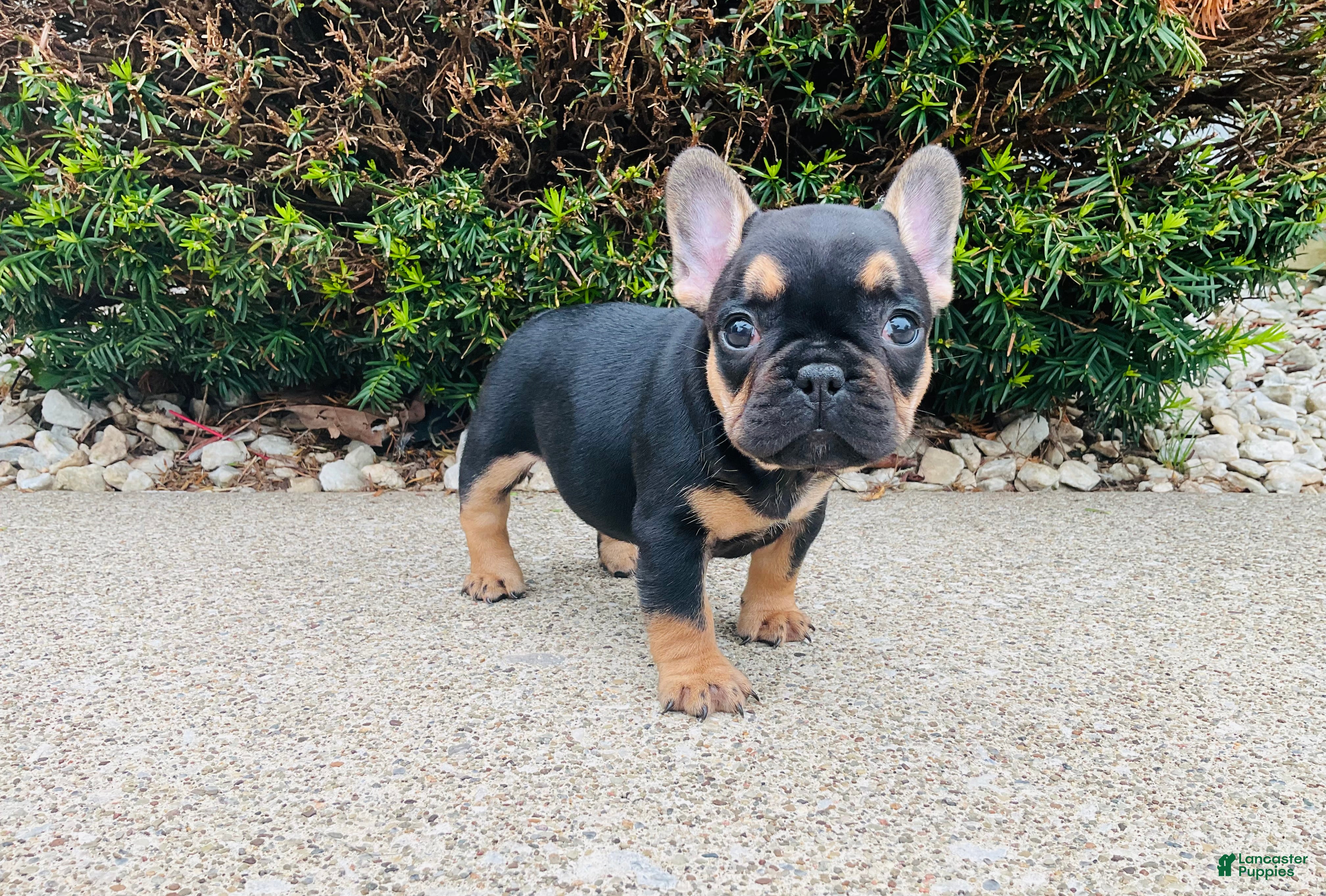 French Bulldog dogs Lucy  - Ad 2