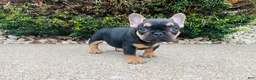 French Bulldog dogs for sale: Lucy  - Ad 2