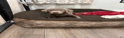 Labrador Retriever dogs for sale: Fanta - Ad 4