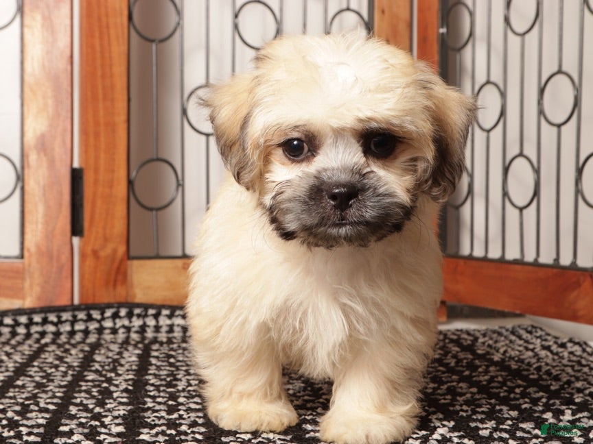 Shorkie dogs Max - Curious Shorkie  - Ad 2