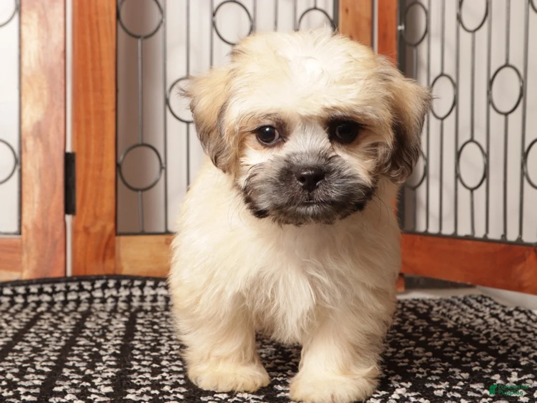 Shorkie dogs for sale: Max - Curious Shorkie  - Ad 2