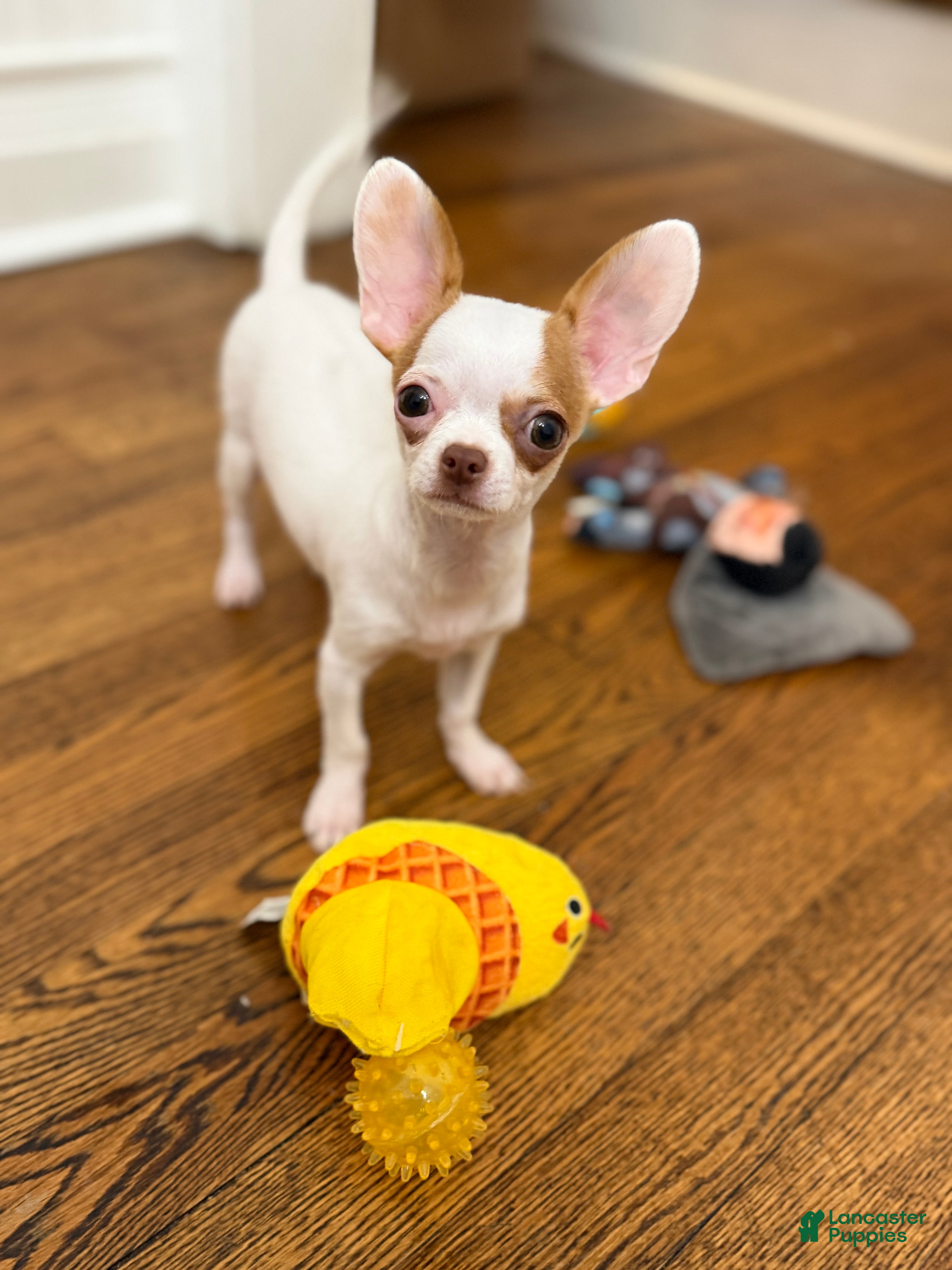 Chihuahua dogs ✨CKC Saint✨ Applehead 4 lbs fully grown  - Ad 1