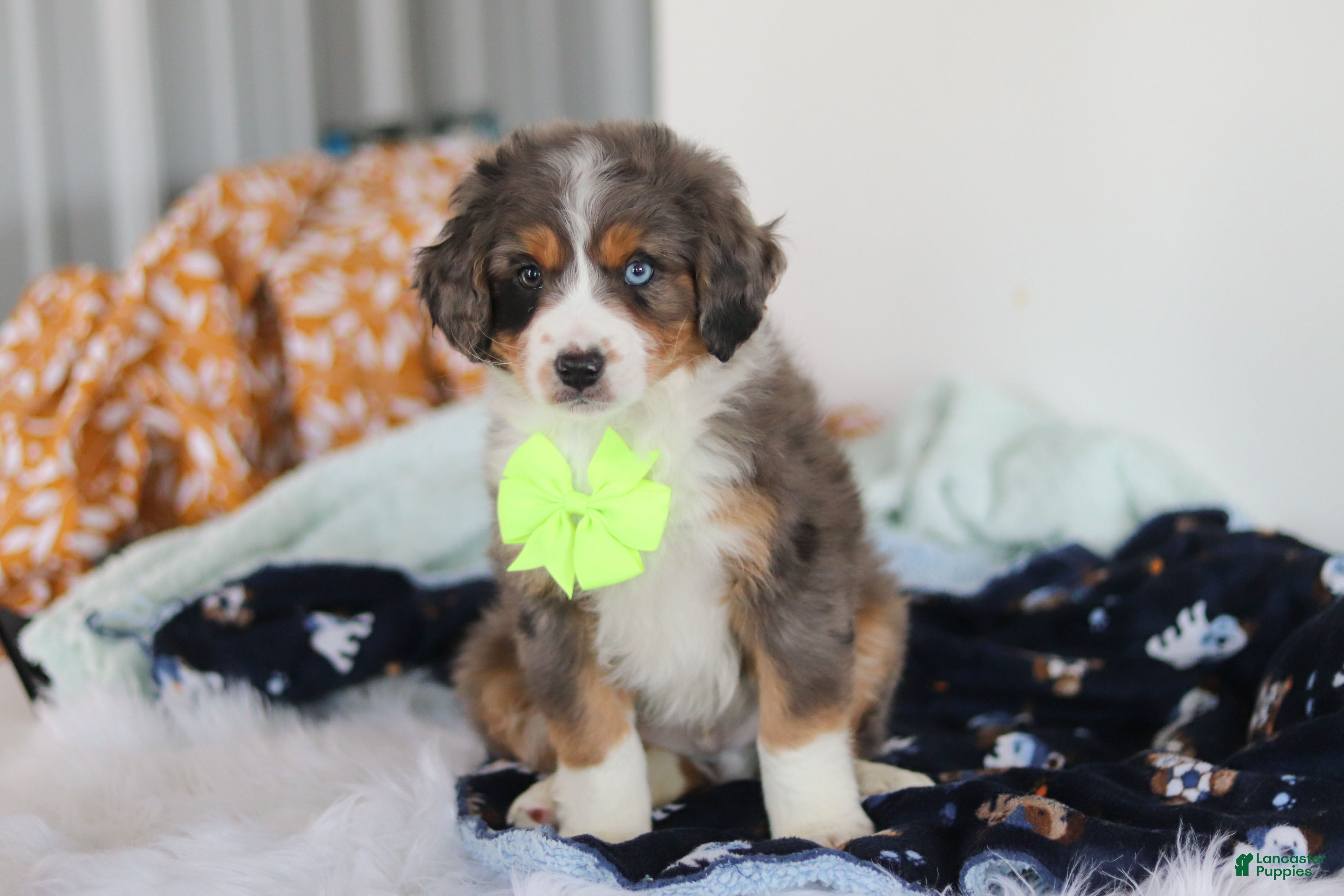 Mini Bernedoodle dogs Apollo - Ad 2