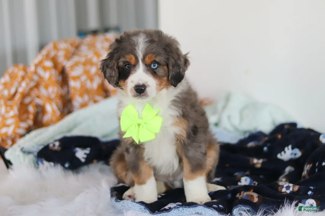 Mini Bernedoodle dogs for sale: Apollo - Ad 2