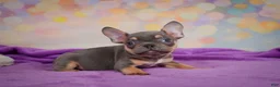 French Bulldog dogs for sale: Bobby - Ad 2