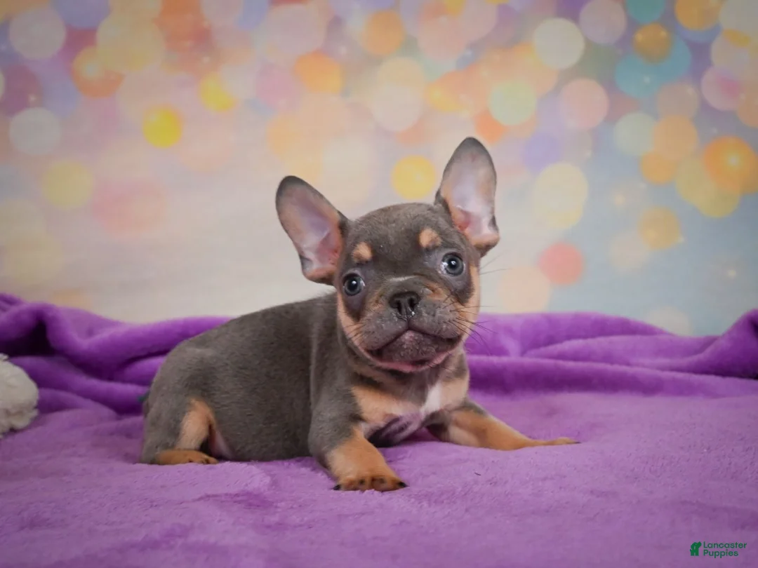 French Bulldog dogs for sale: Bobby - Ad 2