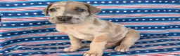 Great Dane dogs for sale: Pablo Great Dane  - Ad 5