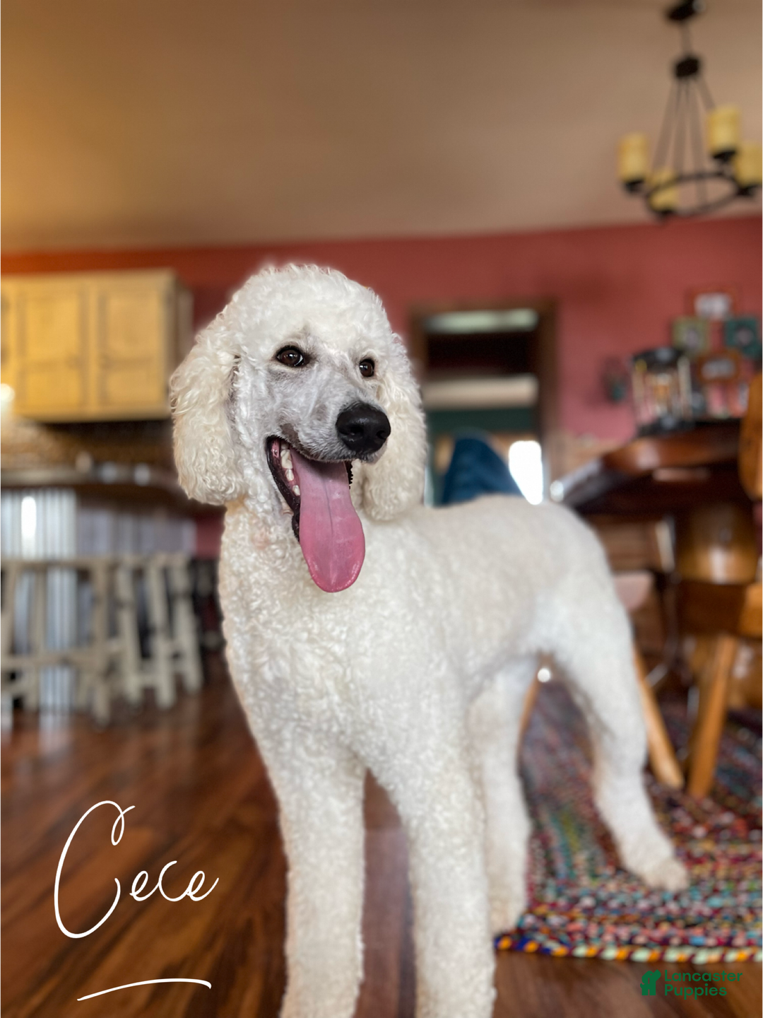 Mixed Breed dogs for sale: Cooper - Ad 2