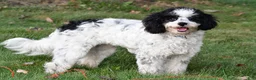 Cavapoo dogs for sale: romeo - Ad 4