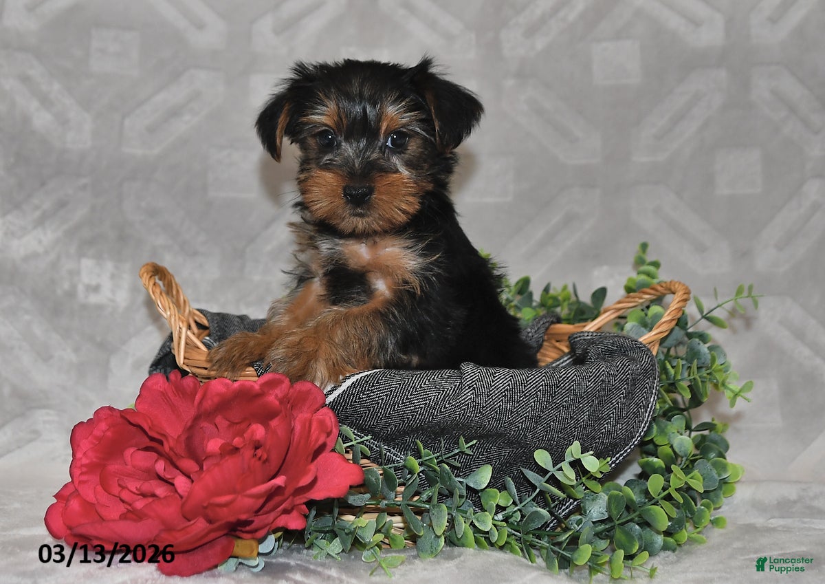 Yorkshire Terrier dogs Brinlee - Ad 2