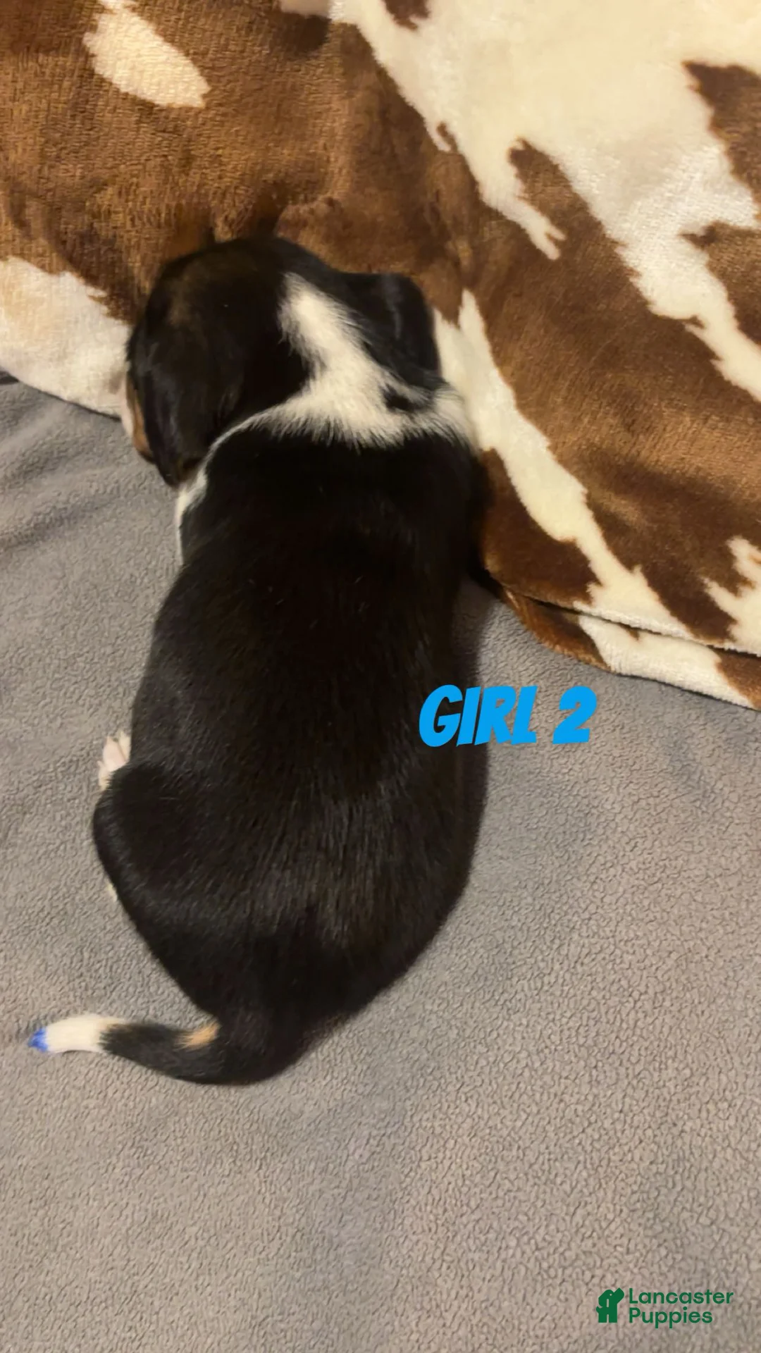 Beagle dogs for sale: Beagle 4 - Ad 2