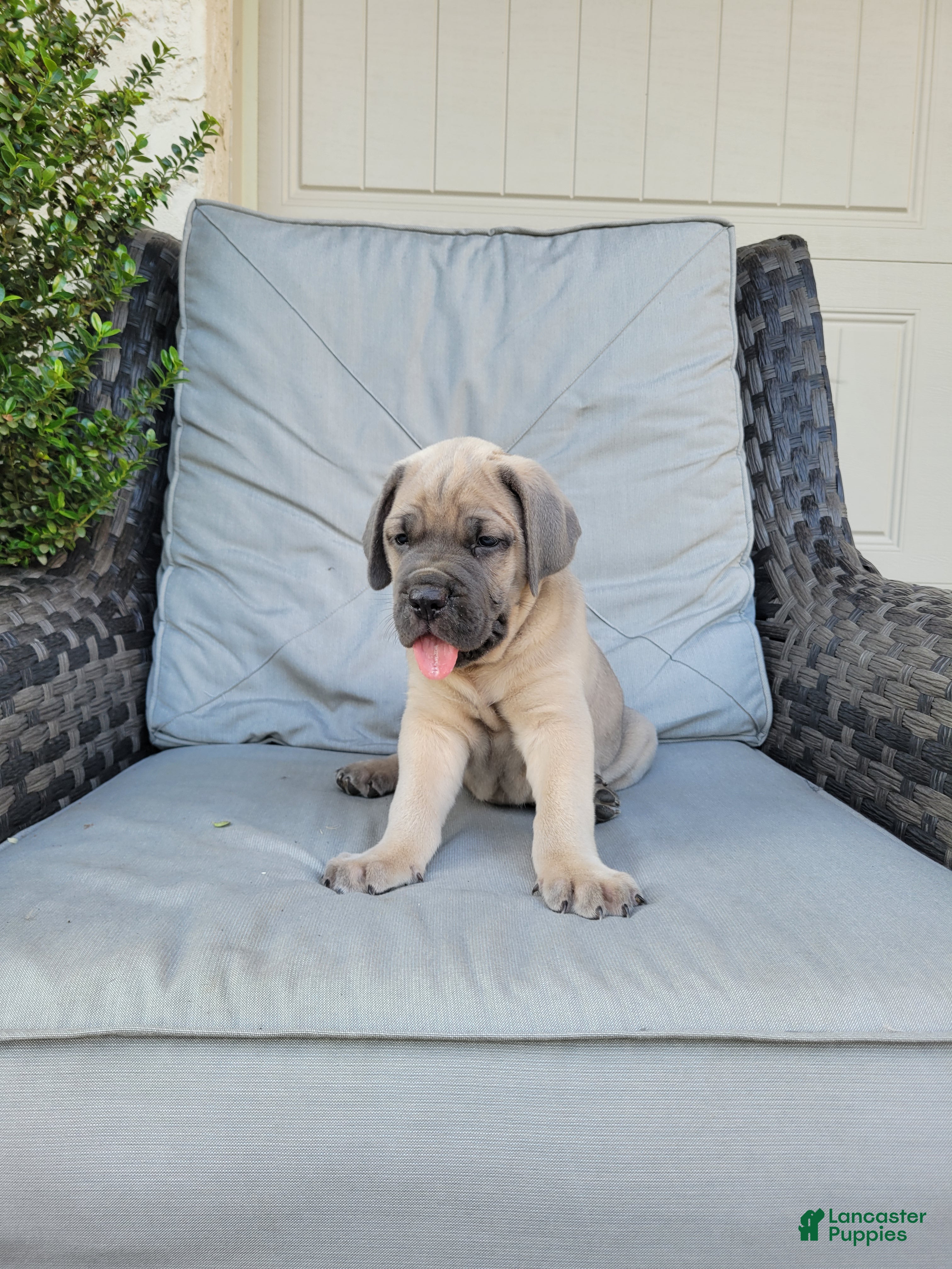 Cane Corso dogs Valor - Ad 1