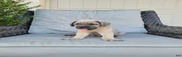 Cane Corso dogs for sale: Valor - Ad 1