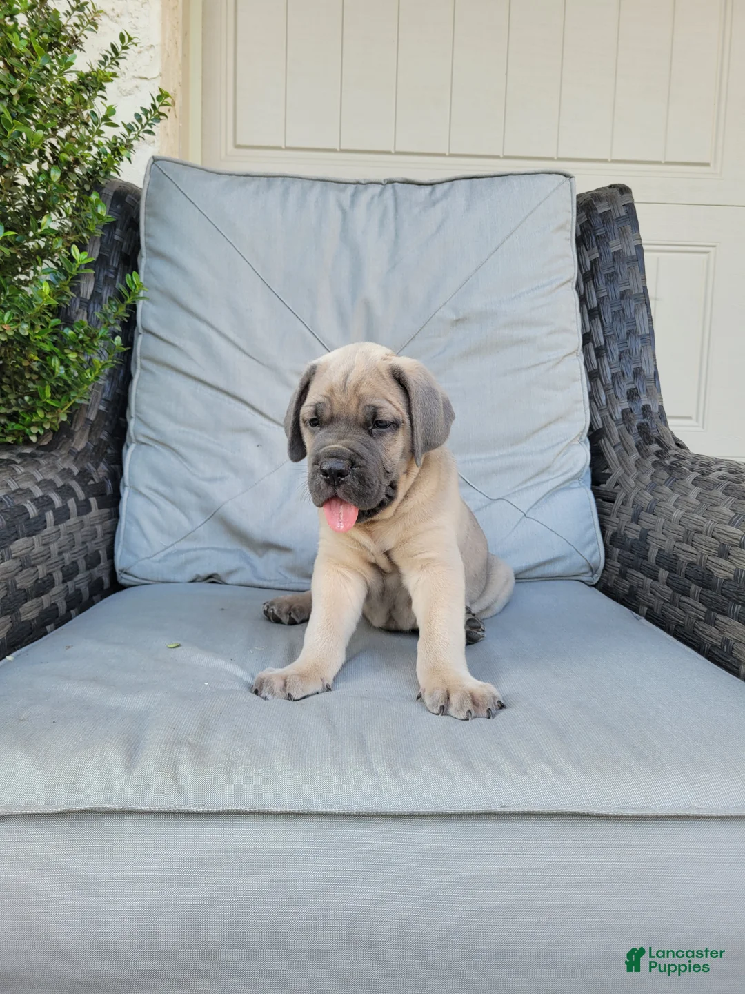 Cane Corso dogs for sale: Valor - Ad 1