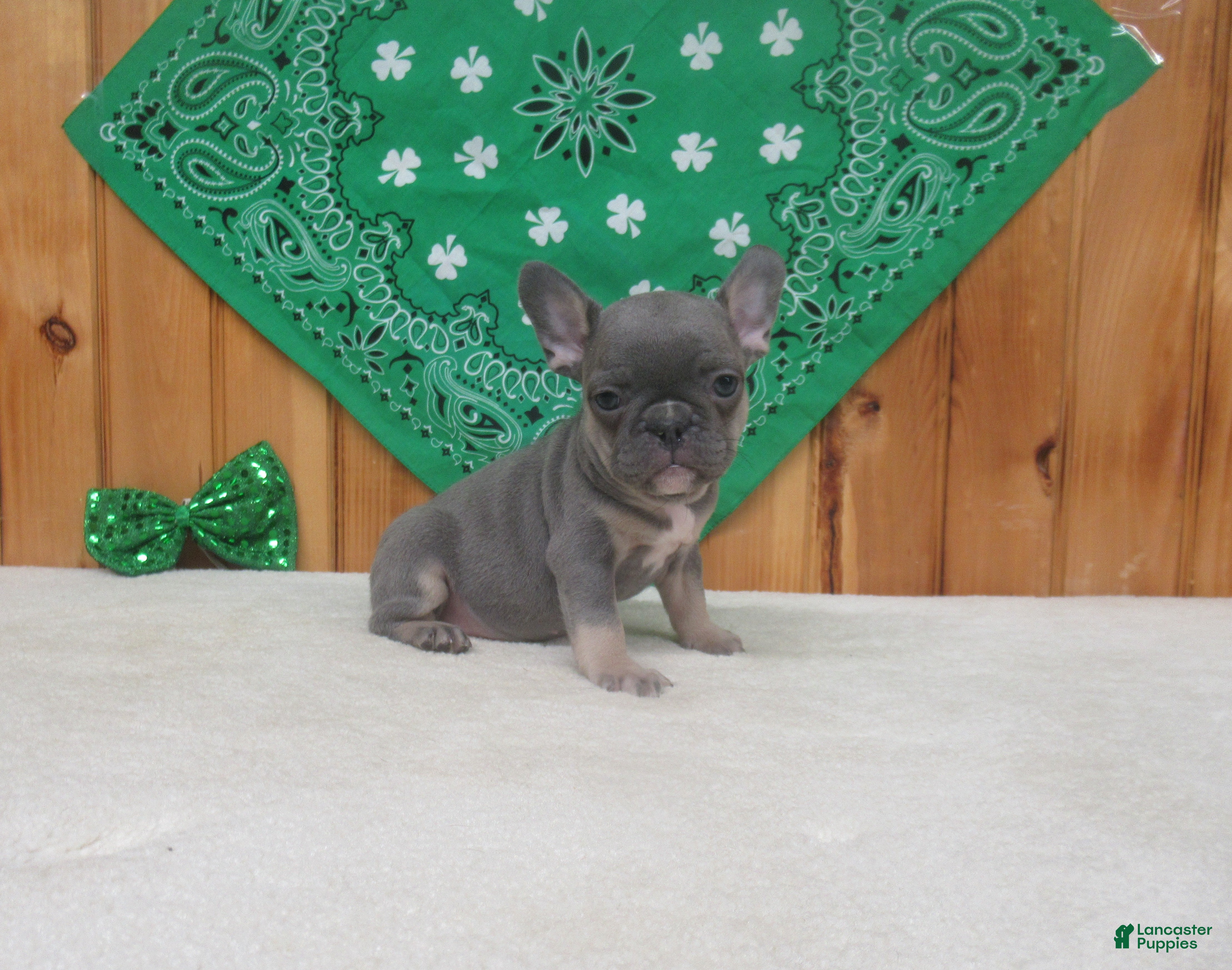 French Bulldog dogs for sale: AKC Cutie - Ad 3