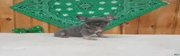 French Bulldog dogs for sale: AKC Cutie - Ad 1