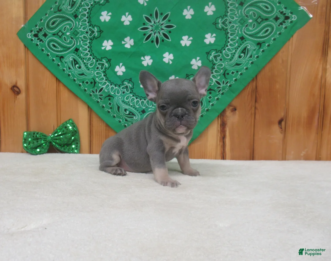 French Bulldog dogs for sale: AKC Cutie - Ad 1