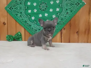 French Bulldog dogs for sale: AKC Cutie - Ad 3