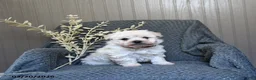 Bichon Frise dogs for sale: Snowball - Ad 1