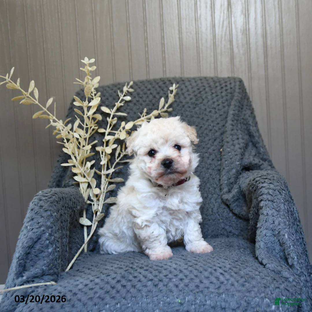 Bichon Frise dogs for sale: Snowball - Ad 1
