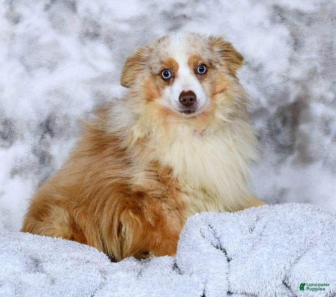 Miniature Australian Shepherd dogs for sale: Shadow - Ad 11