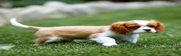 Cavalier King Charles Spaniel dogs for sale: Arlan Cavalier King Charles Spaniel Puppy  - Ad 16