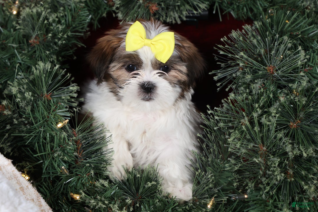Shih Tzu dogs for sale: Norrie - Ad 16