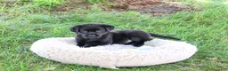 Labrador Retriever dogs for sale: Marshall - Ad 3