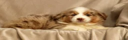 Miniature Australian Shepherd dogs for sale: Roxy - Ad 7
