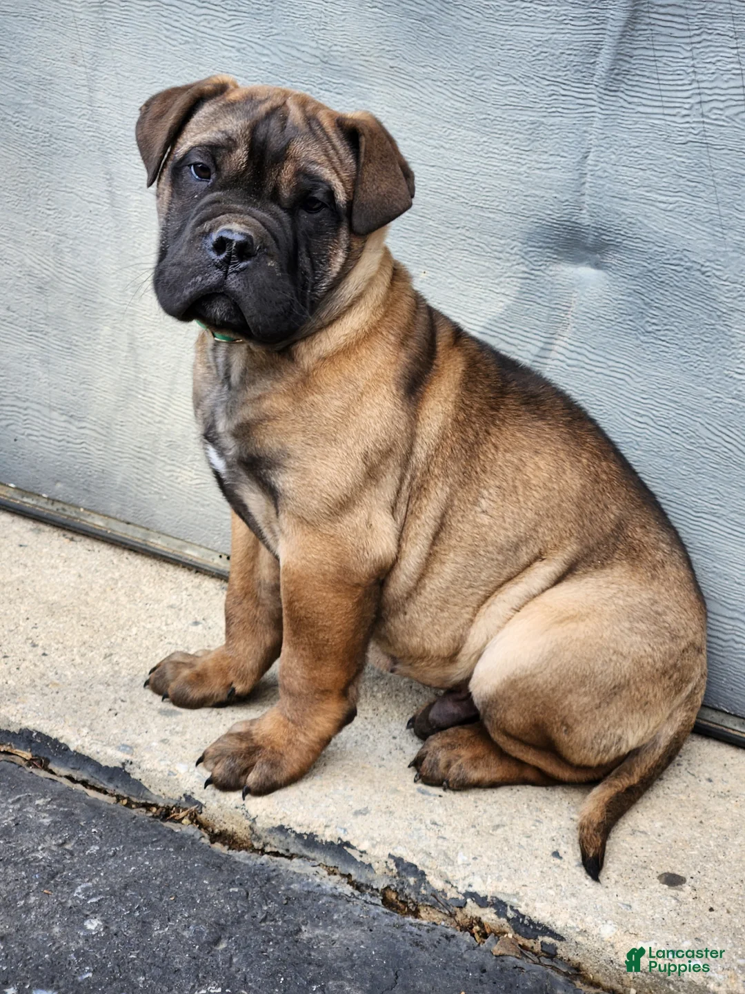 Bullmastiff dogs for sale: Beau - Ad 1