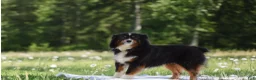Miniature Australian Shepherd dogs for sale: Cory - Ad 7
