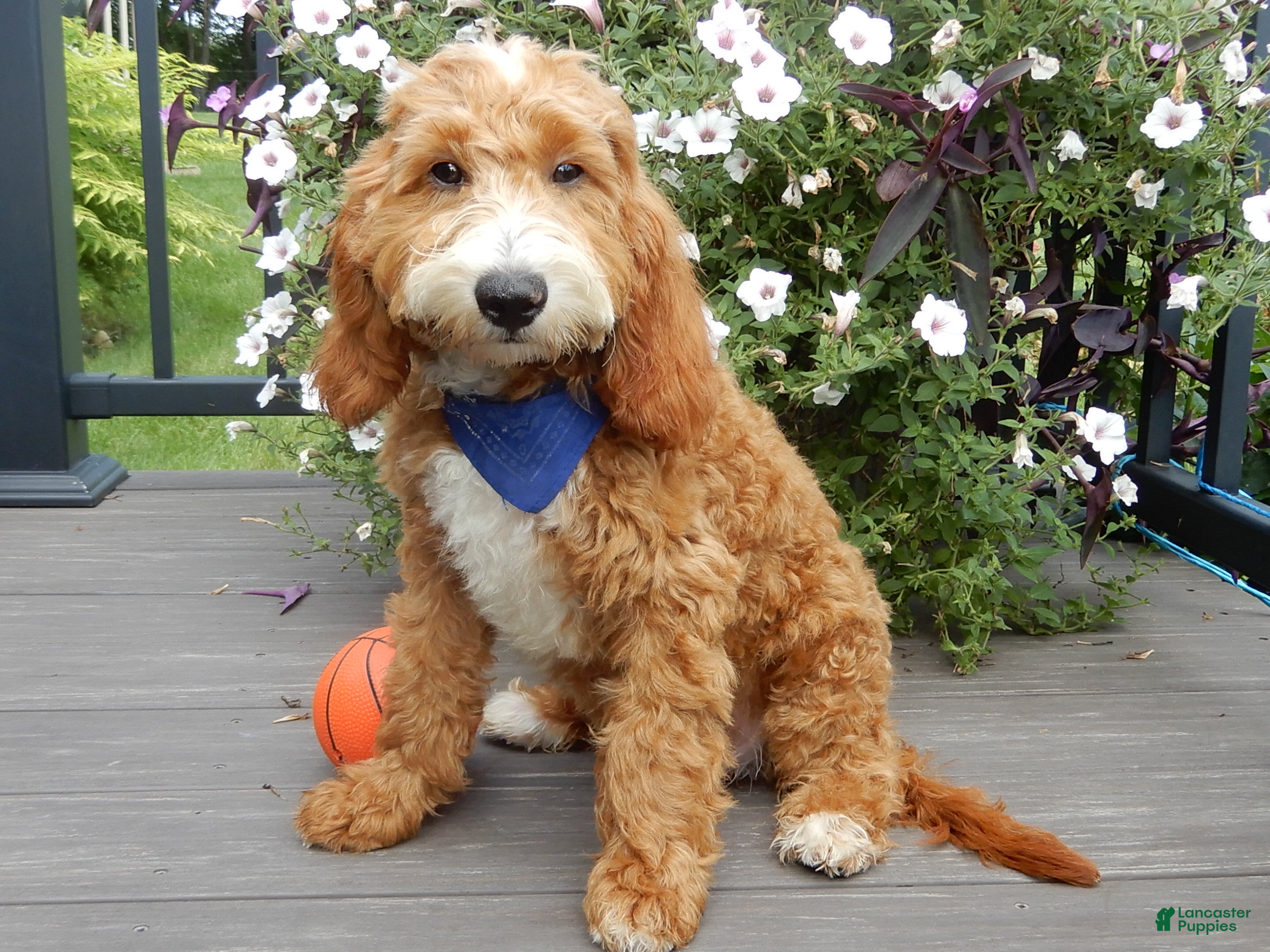 Mini Goldendoodle dogs Charlie - Ad 1