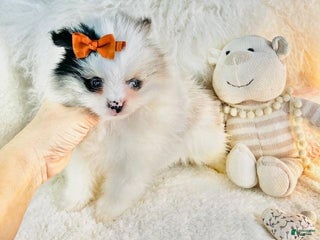 Pomeranian dogs - Ad 23