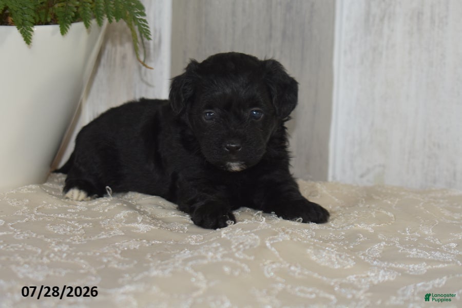 Maltipoo dogs Princess - Ad 1