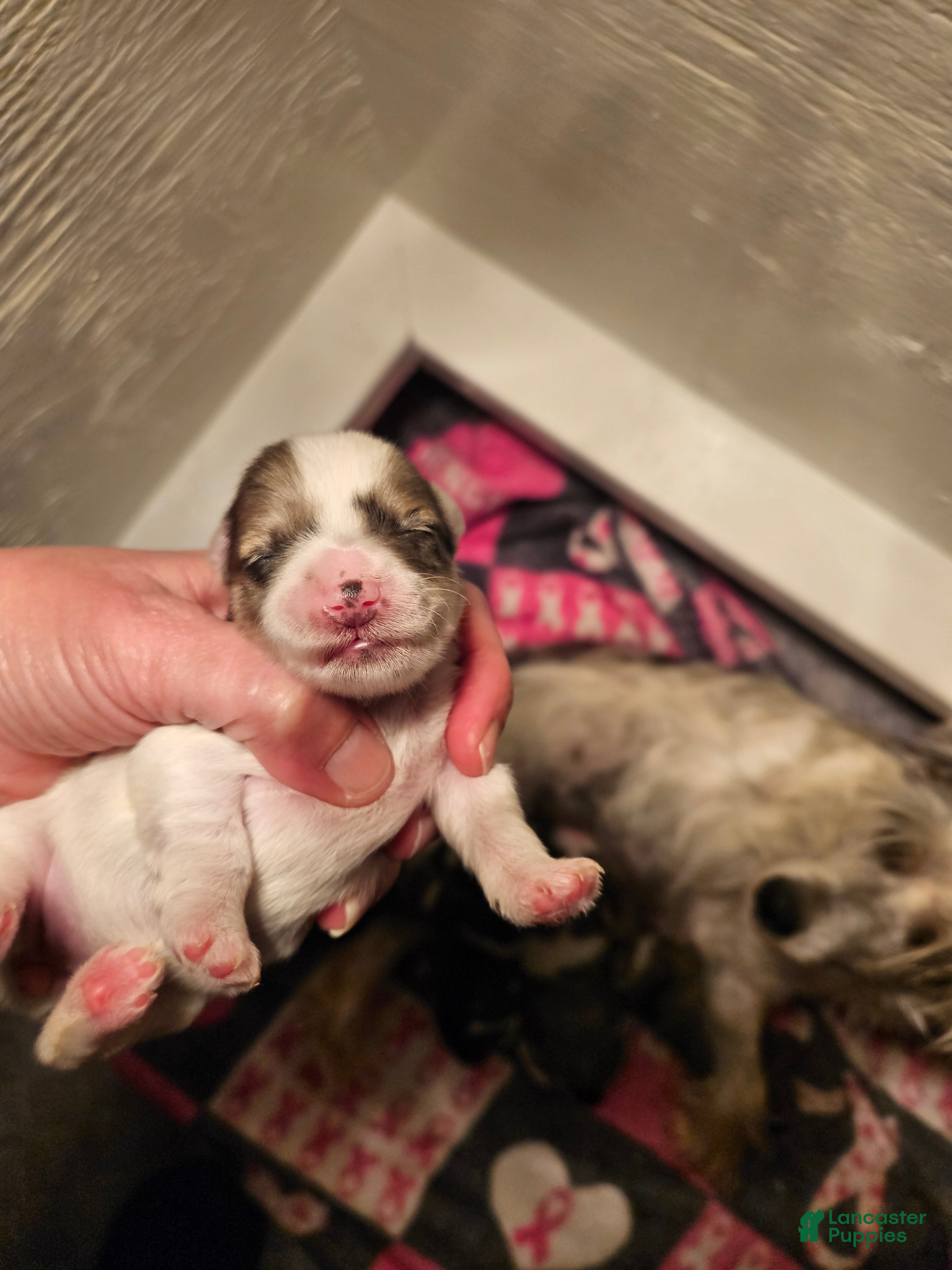 Miniature Schnauzer dogs Blue merle parti female  - Ad 15