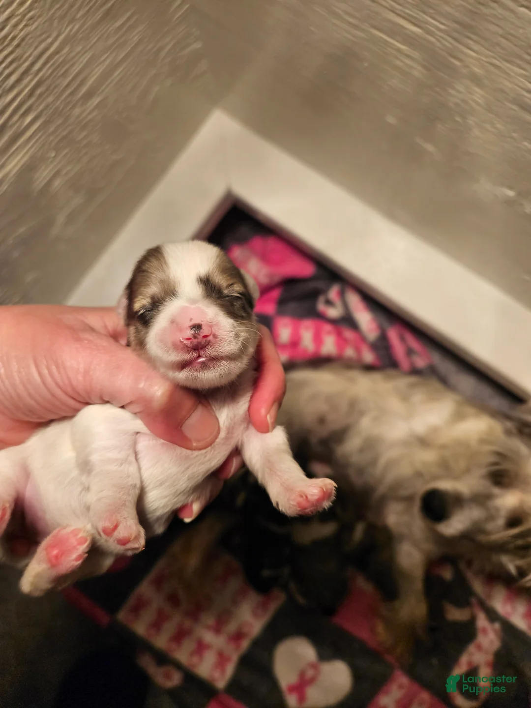 Miniature Schnauzer dogs for sale: Blue merle parti female  - Ad 1