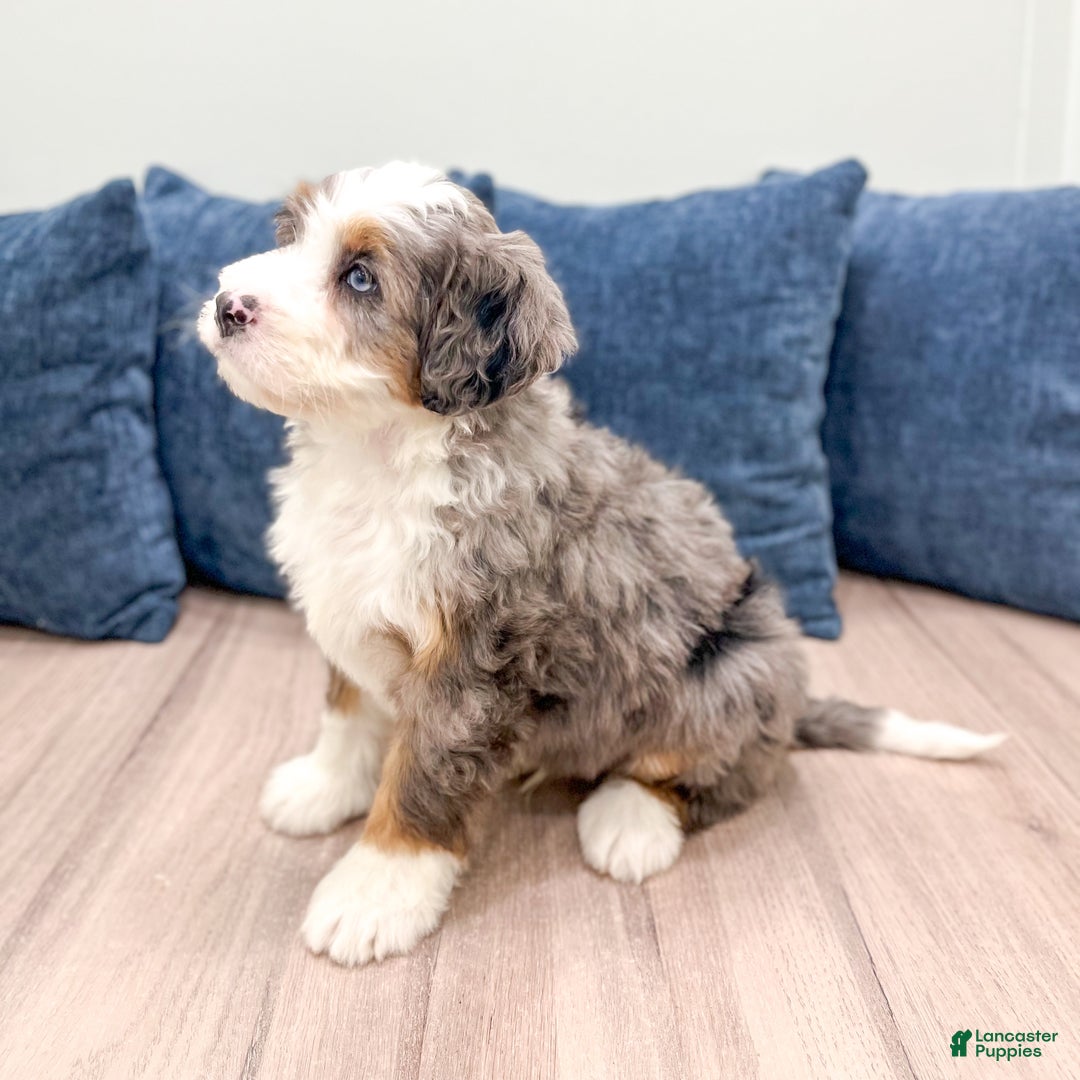 Mini Bernedoodle dogs for sale: Jimmy - Ad 4