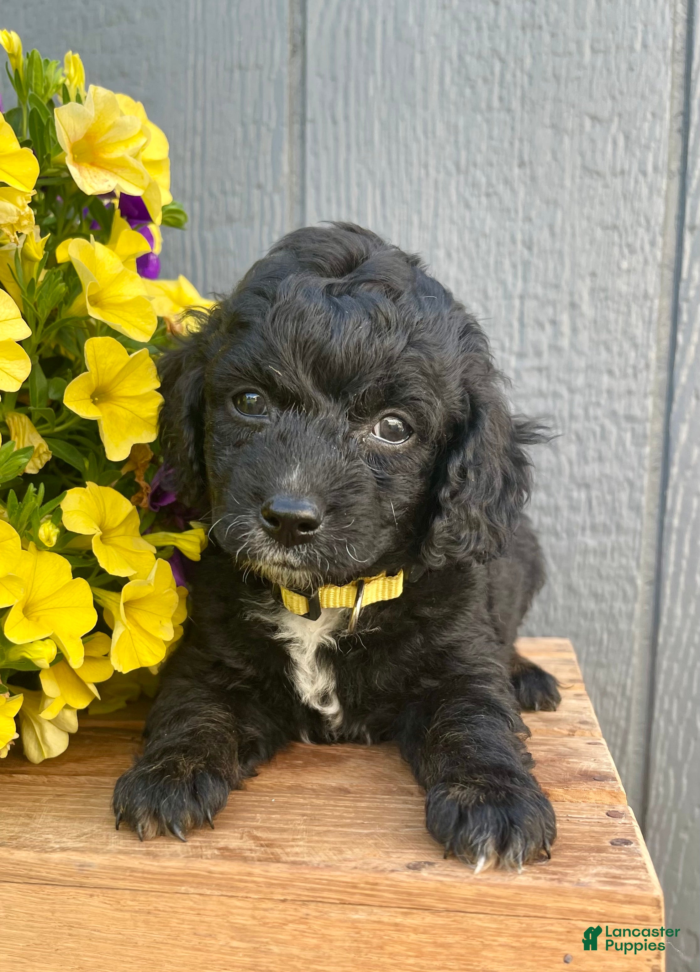 Cockapoo dogs Milo - Ad 1