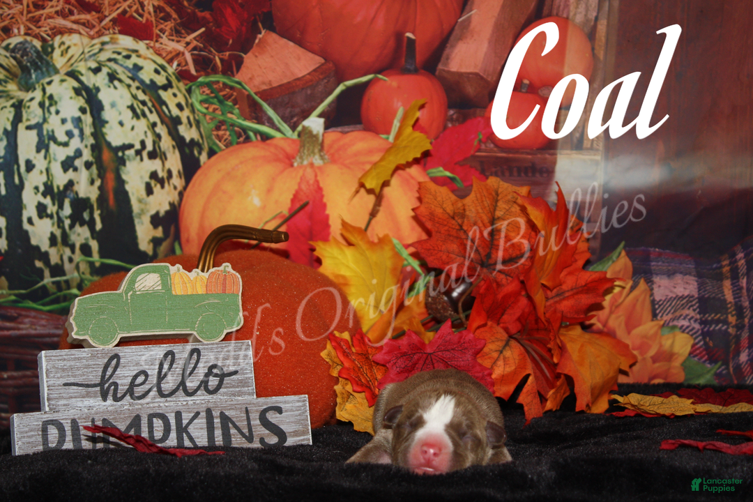 American Bully dogs for sale: Coal - Ad 4