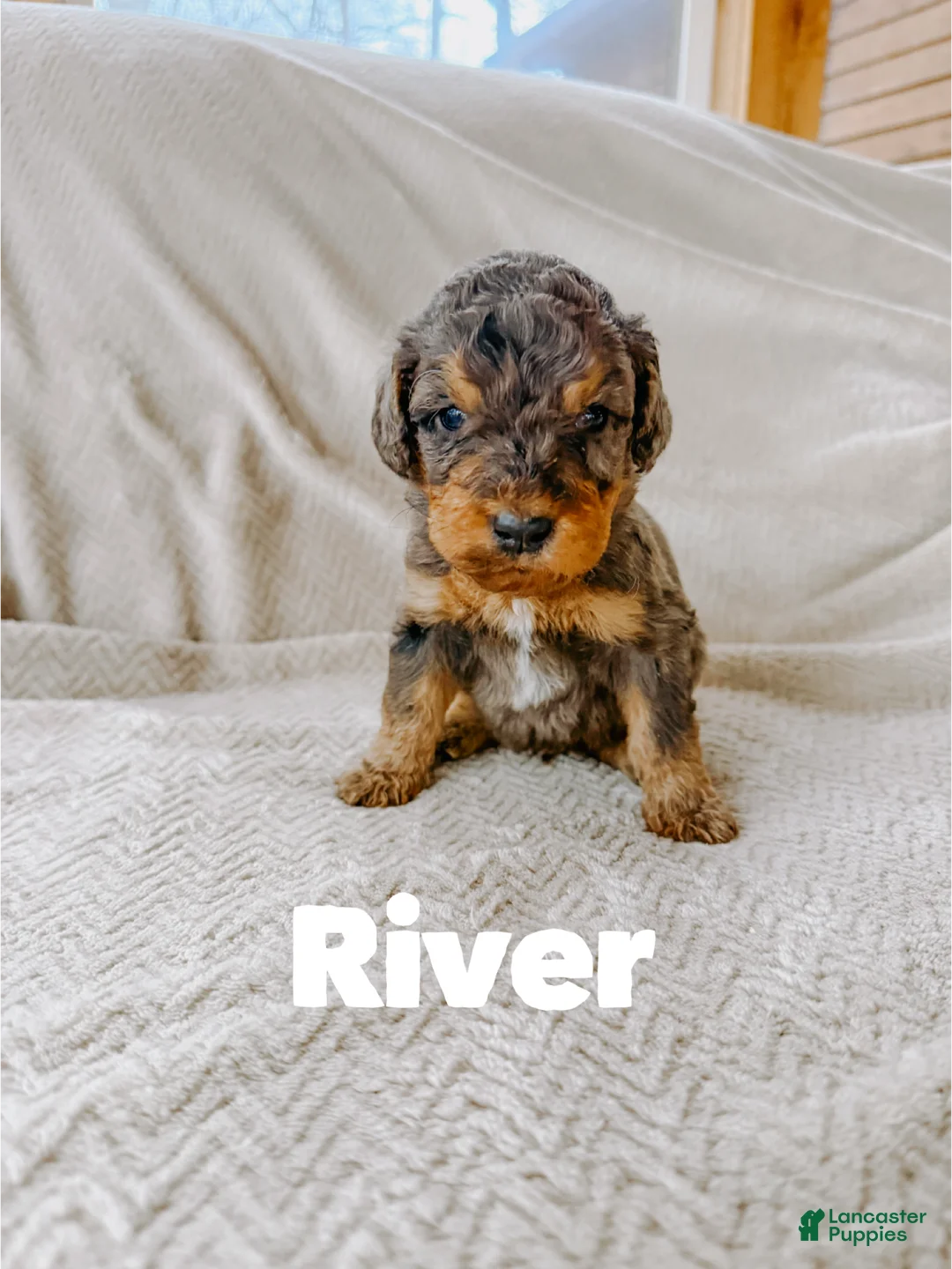 Goldendoodle dogs for sale: River - Ad 1