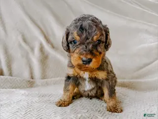 Goldendoodle dogs River - Ad 36