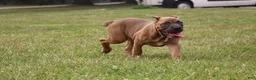 Cane Corso dogs for sale: Andromeda  - Ad 14