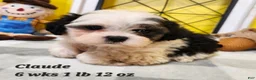 Teddy Bear dogs for sale: Claude - Ad 22