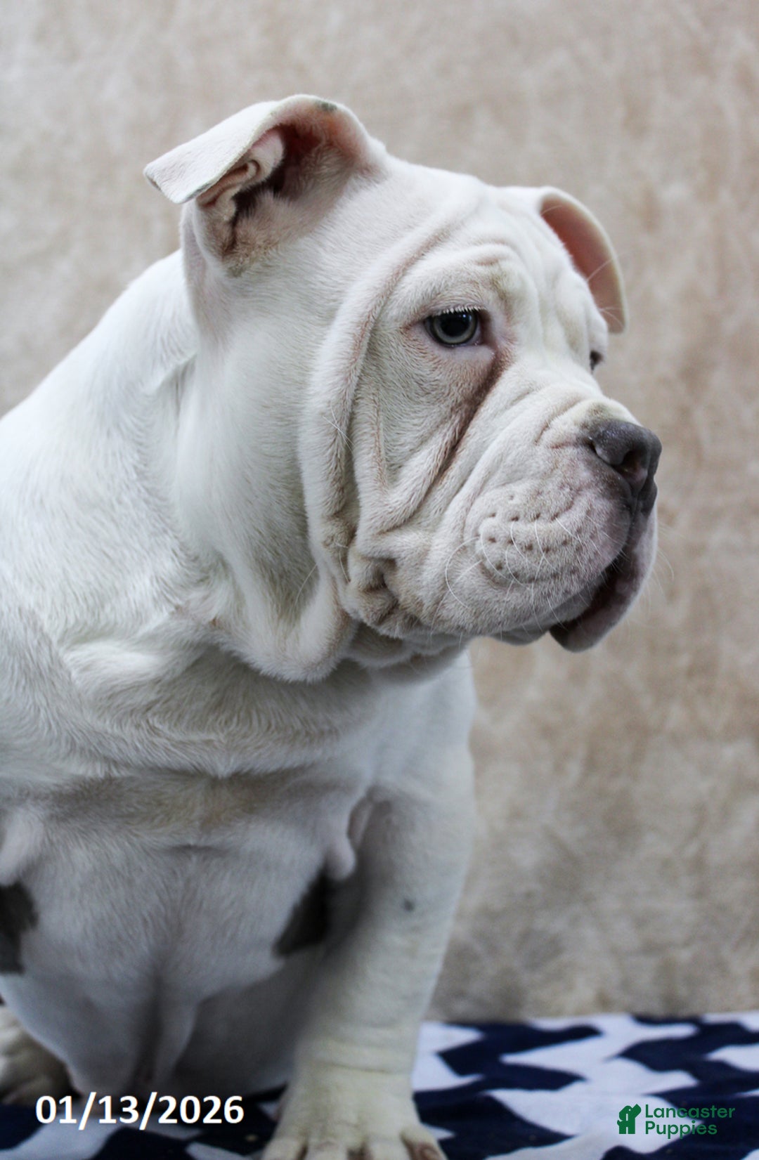 American Bully dogs for sale: Dobby - Ad 4