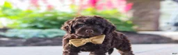 Cockapoo dogs for sale: Trevor - Ad 9