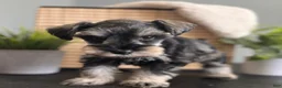 Miniature Schnauzer dogs for sale: Max - Ad 11