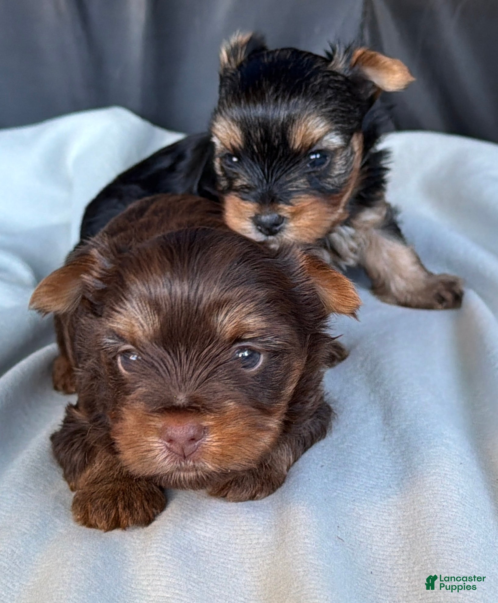 Yorkshire Terrier dogs for sale: Bruno - Ad 1